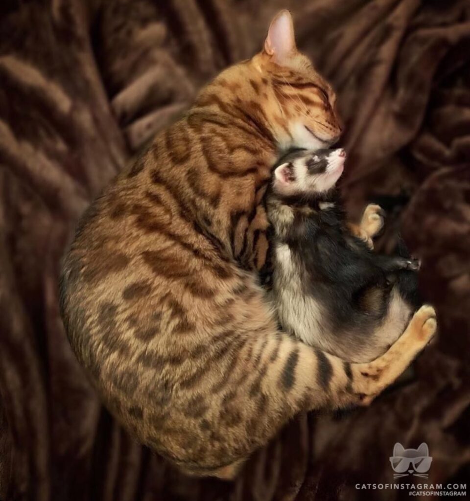 Good friends brothers.
