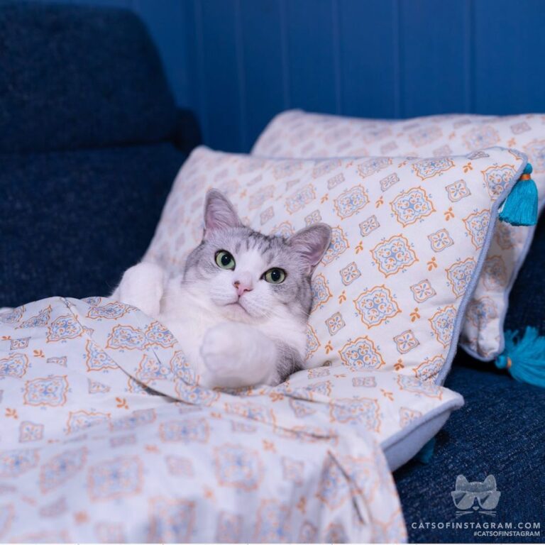 “hey guys! don’t you think my bed is gorgeous? (I took over my