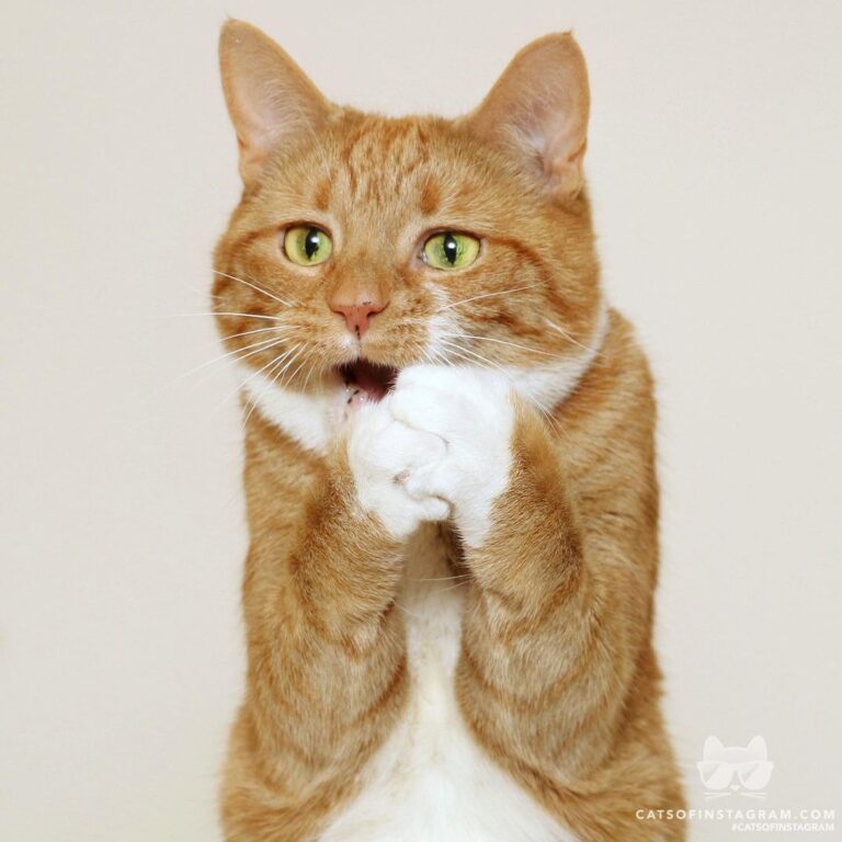 “When you pretend to hear something for the first time and act