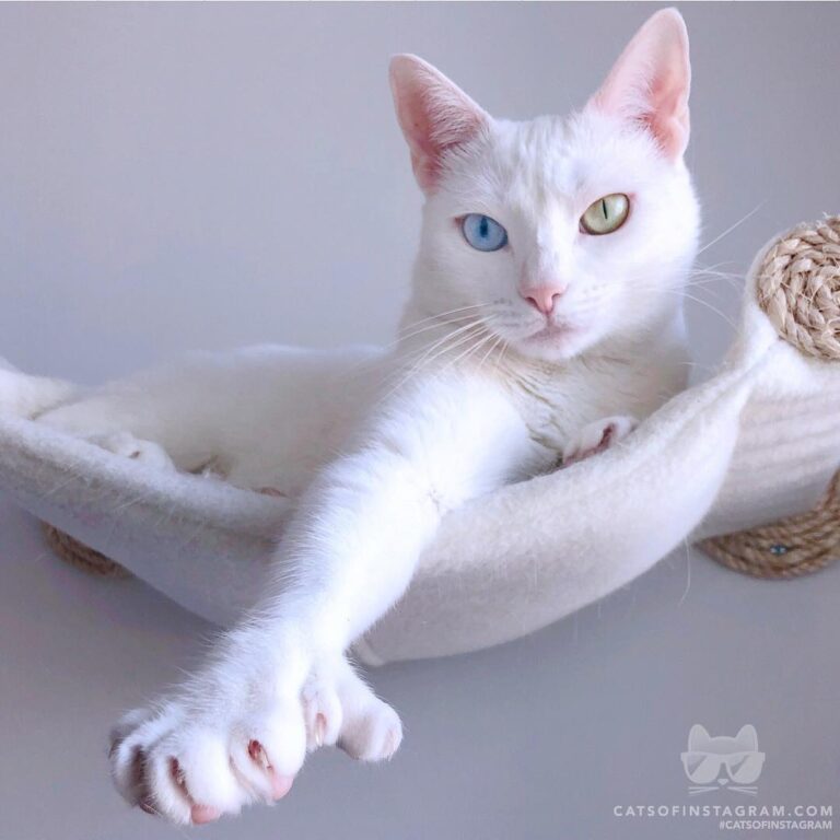 Lady Sansa of House Thumbs