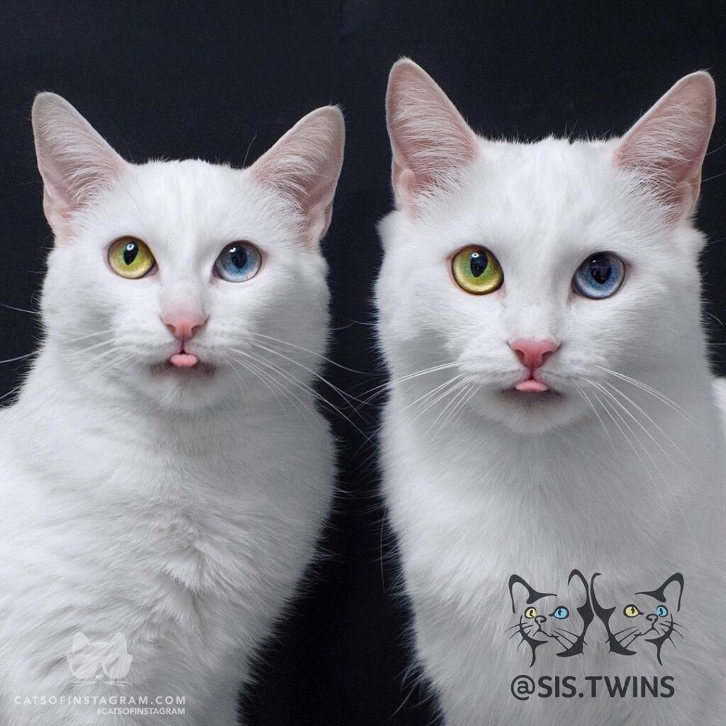 And we blep…
