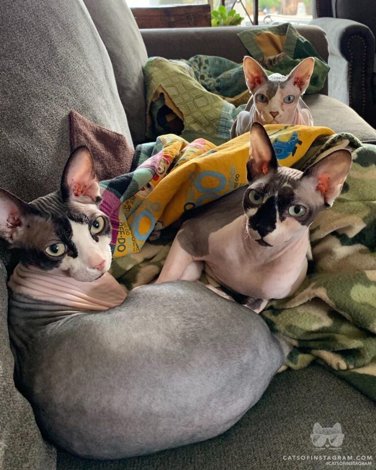 The snuggle is real.