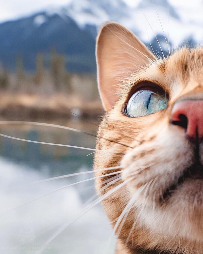 Would you boop my nose?