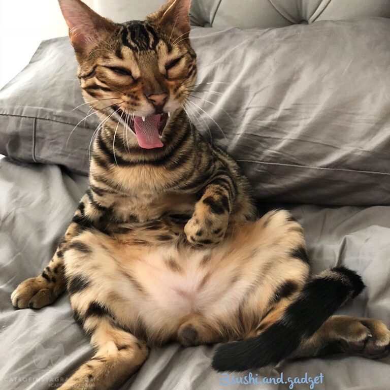 Cute Cat Moment