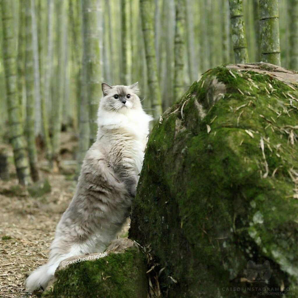 Samson: I am in the bamboo forest adventure