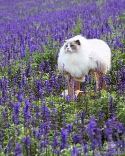 Why Do Cats Have Whiskers?