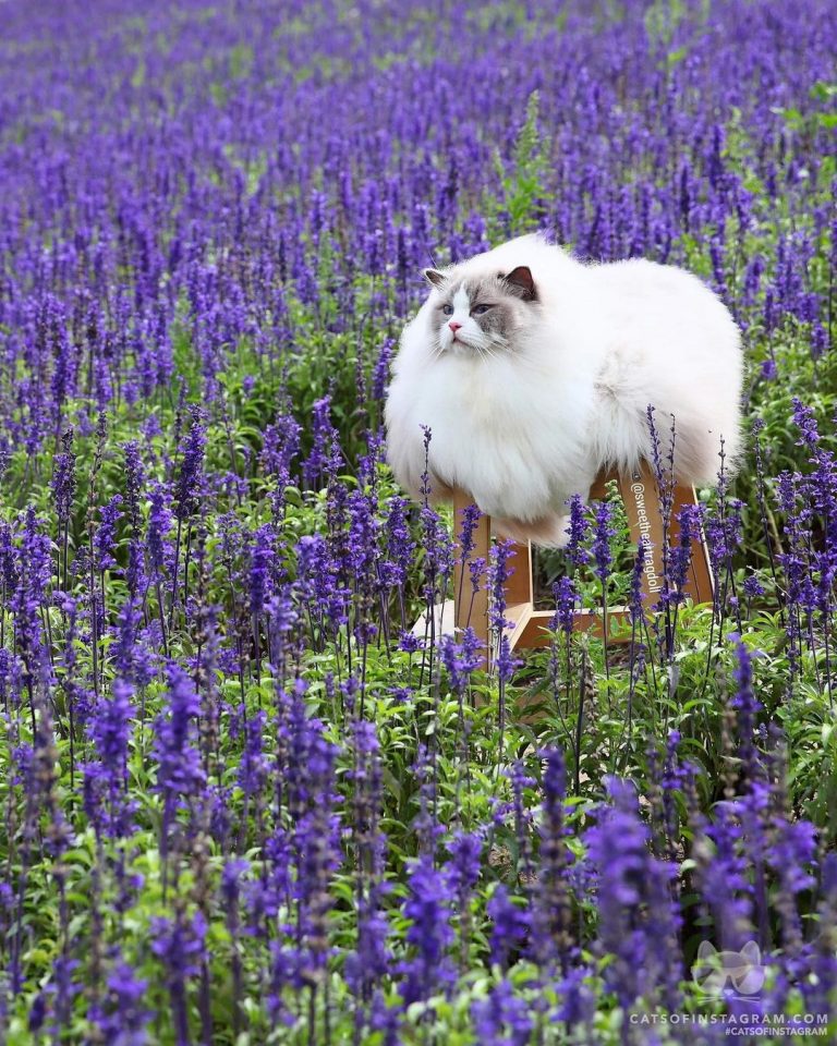 From @sweetheartragdoll: "Sunshine: I'm surrounded by purple” #twitterweek #cats...