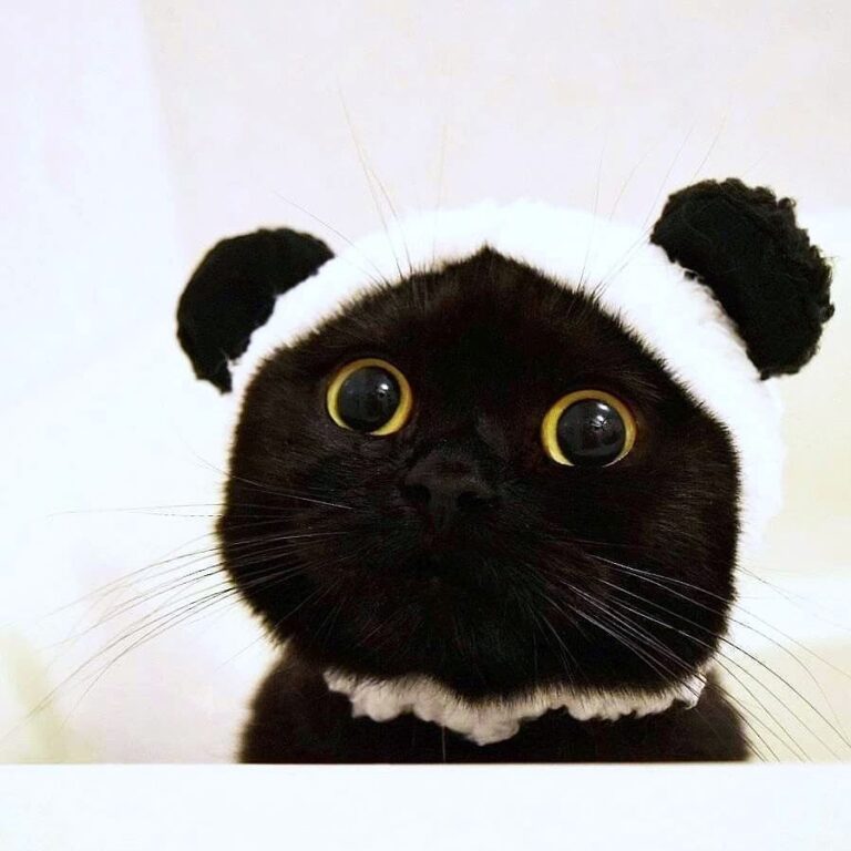 “* Custard : I’m a square panda cat I’m so sorry I can’t comme