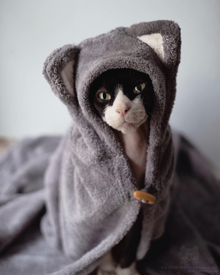 “Like a wolf in sheep’s clothing, after every bath in the h