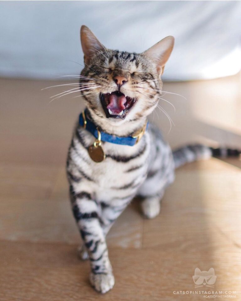 Cheers to being a cat!
