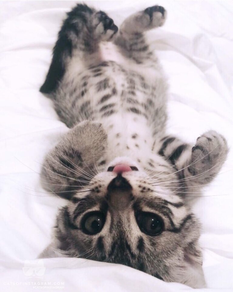 “This is the sweetest little angel foster baby Lola! She is