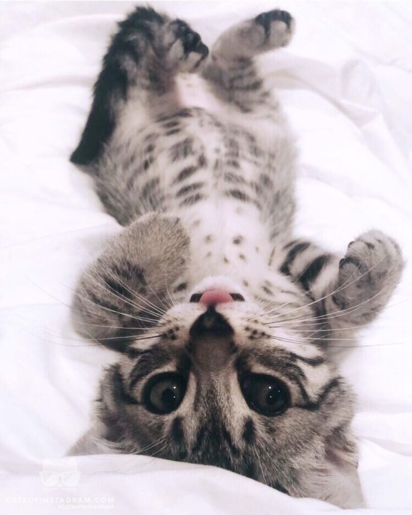 “This is the sweetest little angel foster baby Lola! She is