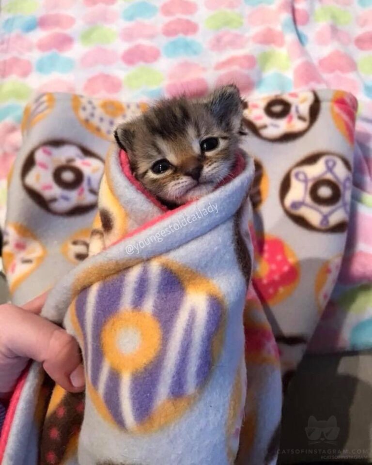 One year ago I had a tiny purrrito