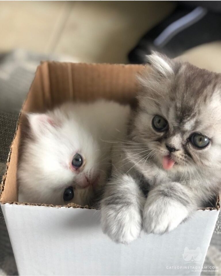 The smallest feline is a masterpiece.