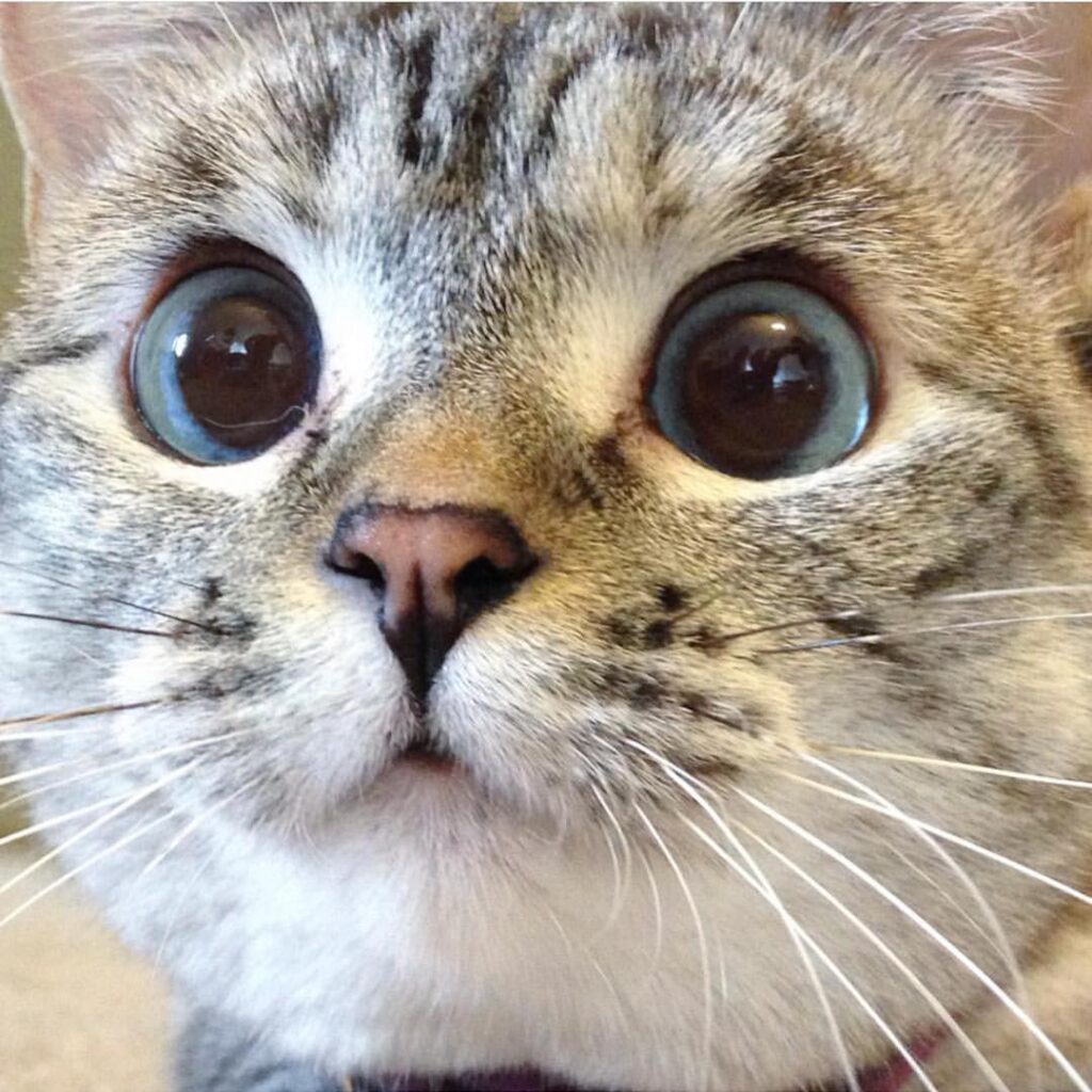 ONE month left until @meowfestival! Celebrate your love for felines