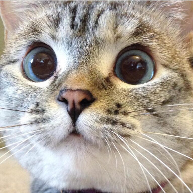 ONE month left until @meowfestival! Celebrate your love for felines