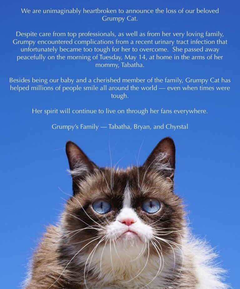 We are sad to hear @realgrumpycat has passed. She was a legendary cat