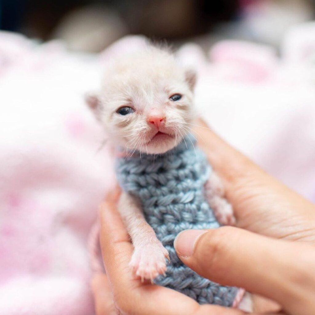 We’re really excited to be working with @straycatalliance again this