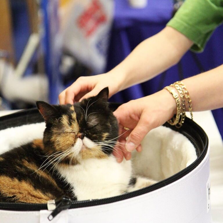 (@catconworldwide) is the biggest cat-centric, pop culture event in