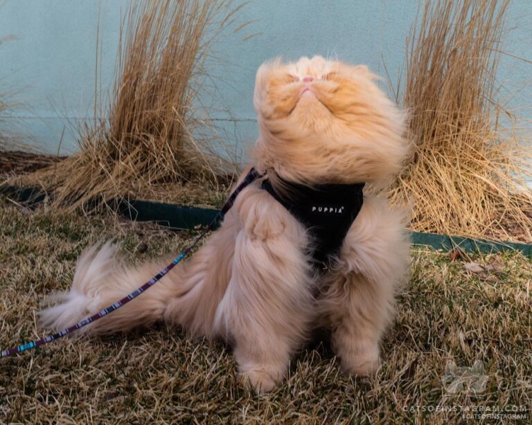 Ahh, wind in the fur!