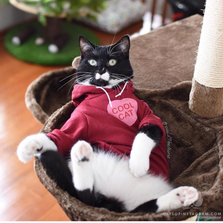 “Cool cat seeking purrfect Valentine to share long naps on