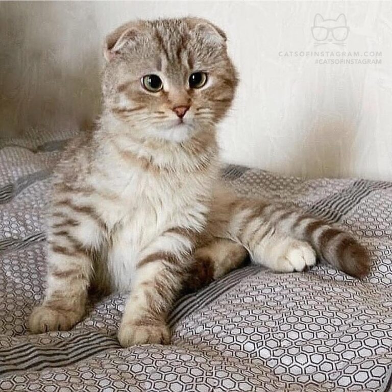 “I’m 3 month old little ball of fur with my eyes little cr