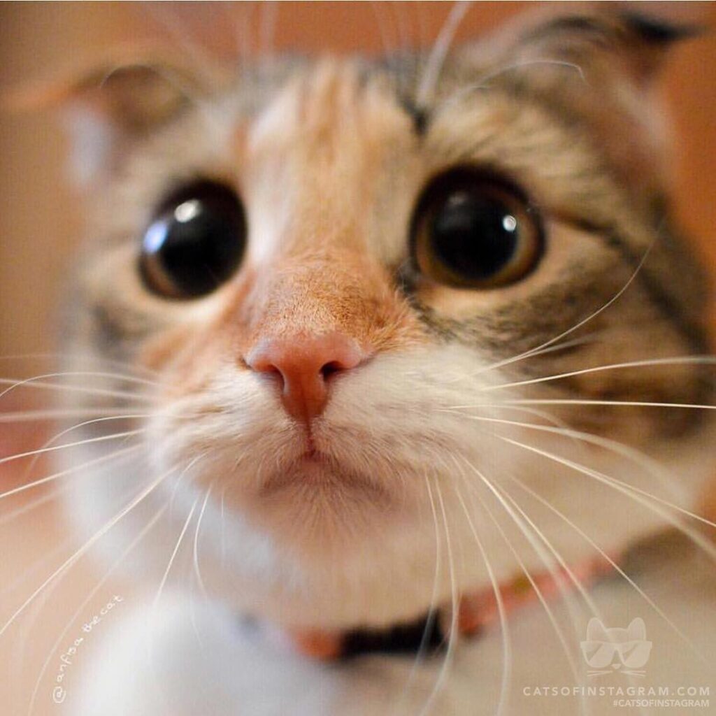 Boop my nose