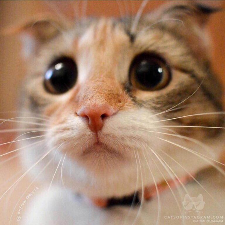 Boop my nose
