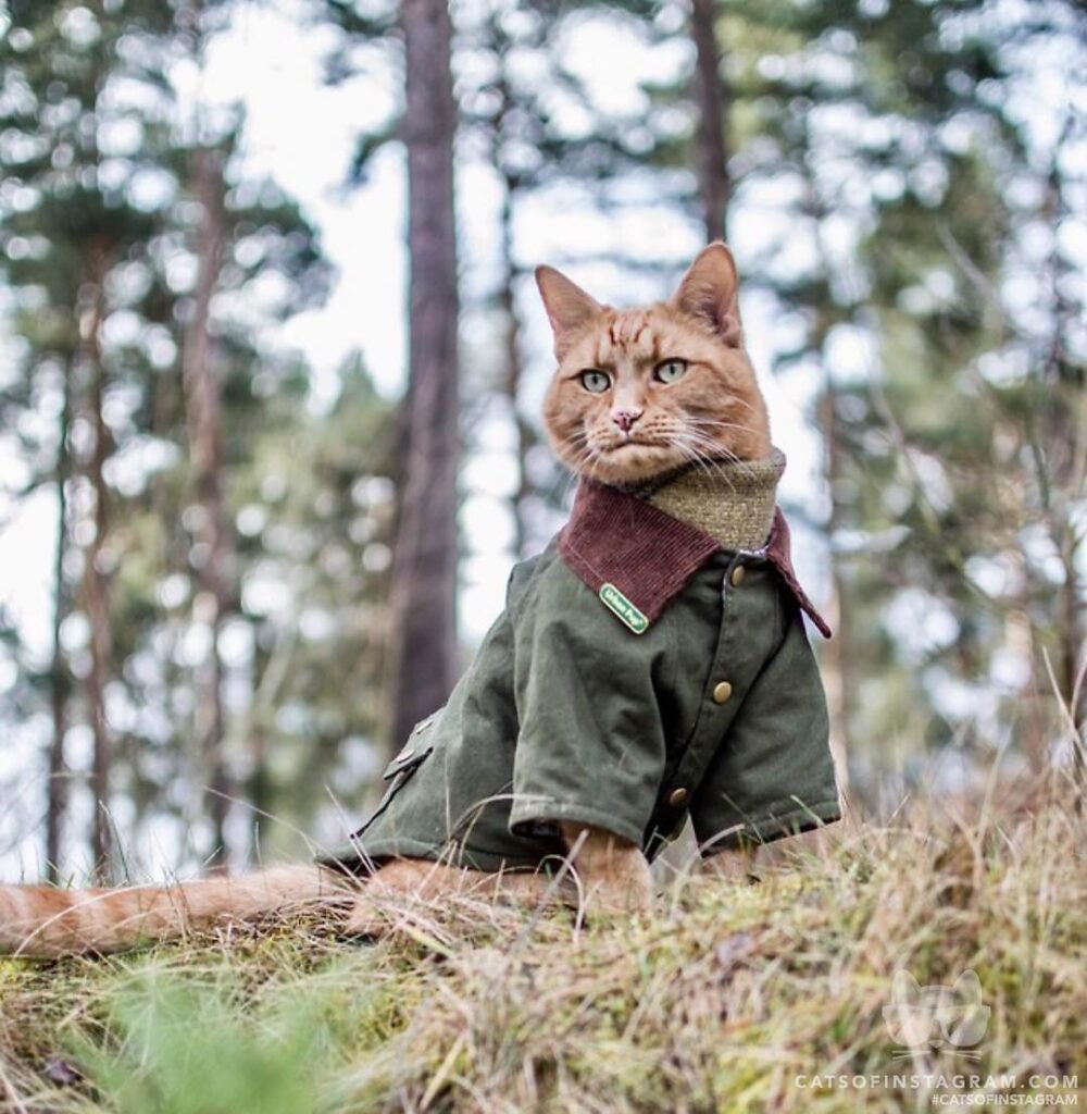 King of the woodland realm
