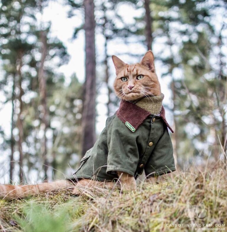 King of the woodland realm