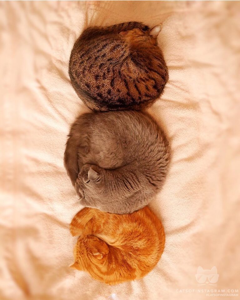 Cuddling and snuggling with my brothers.