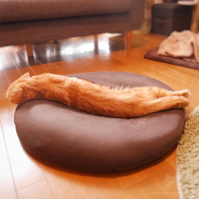 Do you like hot dogs?