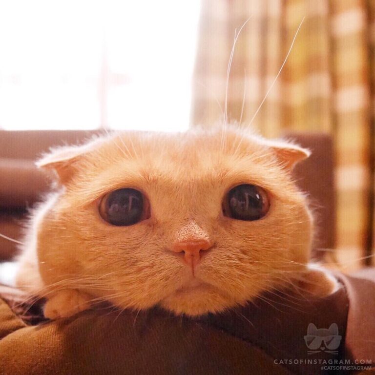 I feel so lazy today.