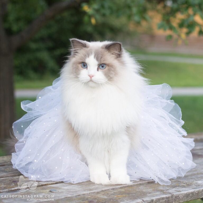 Aurora in her tutu for her humans wedding