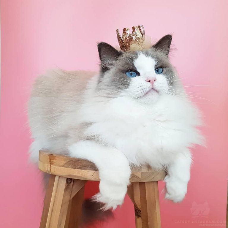 From @aurorapurr: “Queen Majesty ” #twitterweek #catsofinstagram...