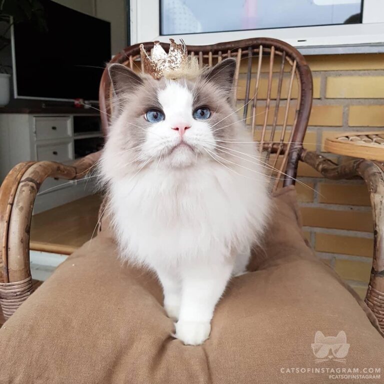 That’s Princess Purr to you!