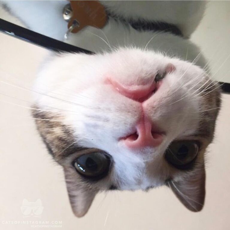 “And this here kids is the best reason to own a glass table….