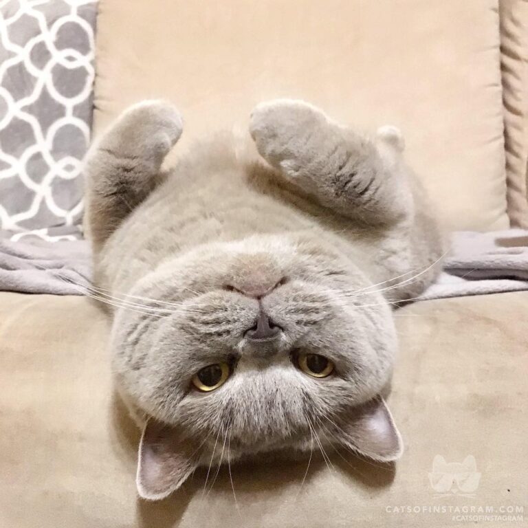 NA NA NA NA NA NA NA NA NA NA NA NA NA NA CATMAN!!!