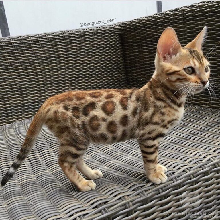 “Which post of bengalcat_bear is you’re favorite? Choose f