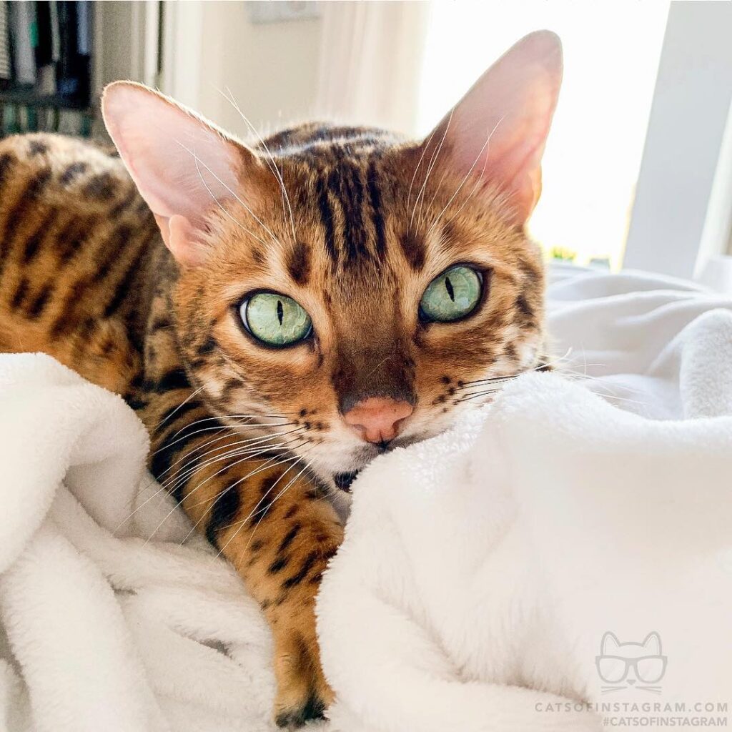 Just a cat and his blanket.