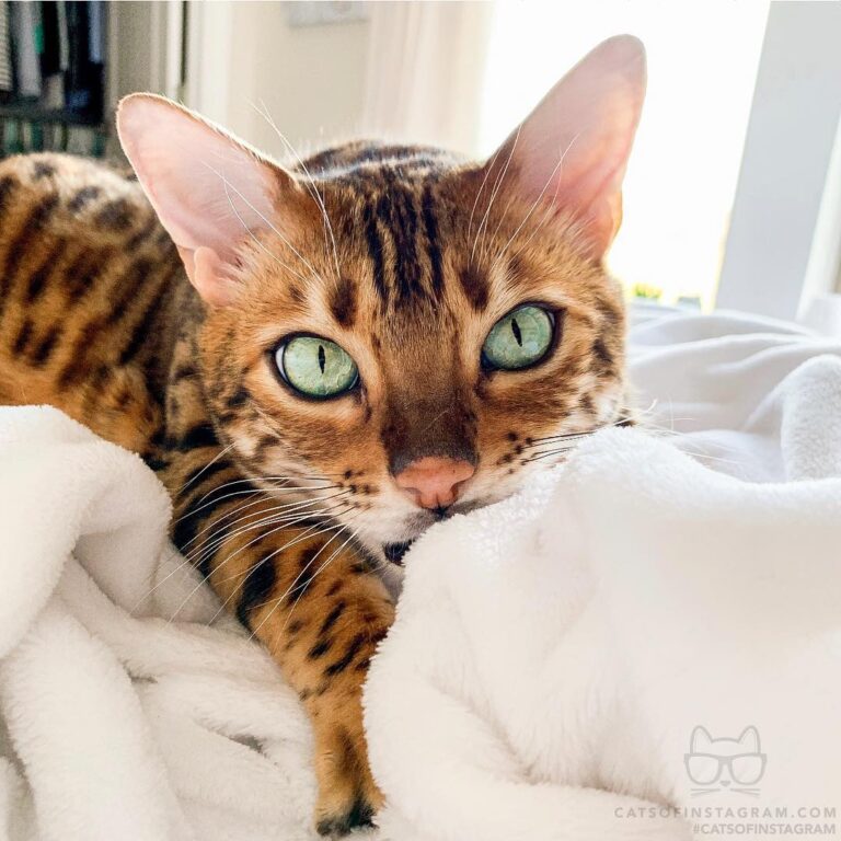 Just a cat and his blanket.