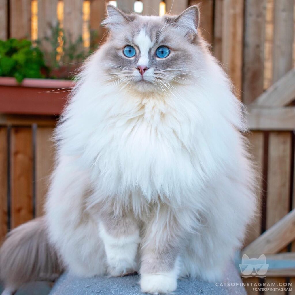 You may kiss my paw.