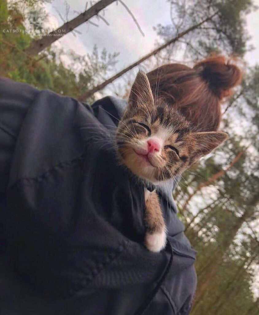 Cute Cat Moment