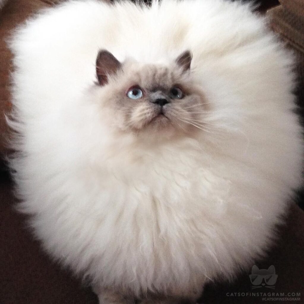 If a cloud had a face.