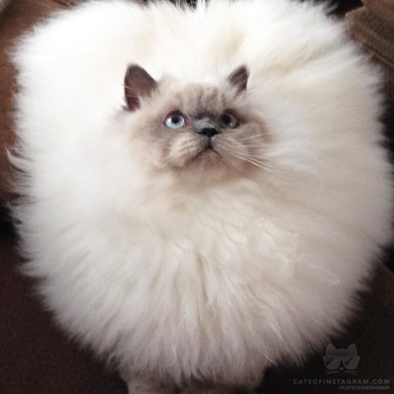If a cloud had a face.