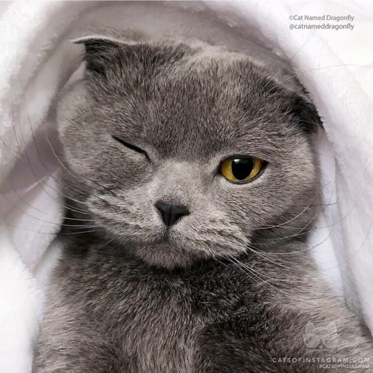 Wink, wink…