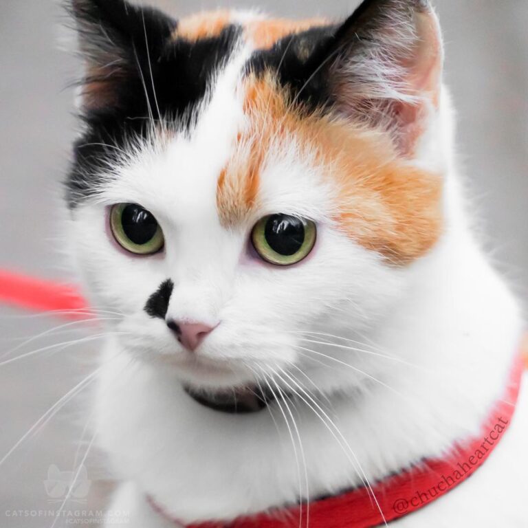 Look into my eyes