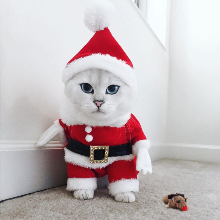 In case you’re wondering, I can fit down the chimney.