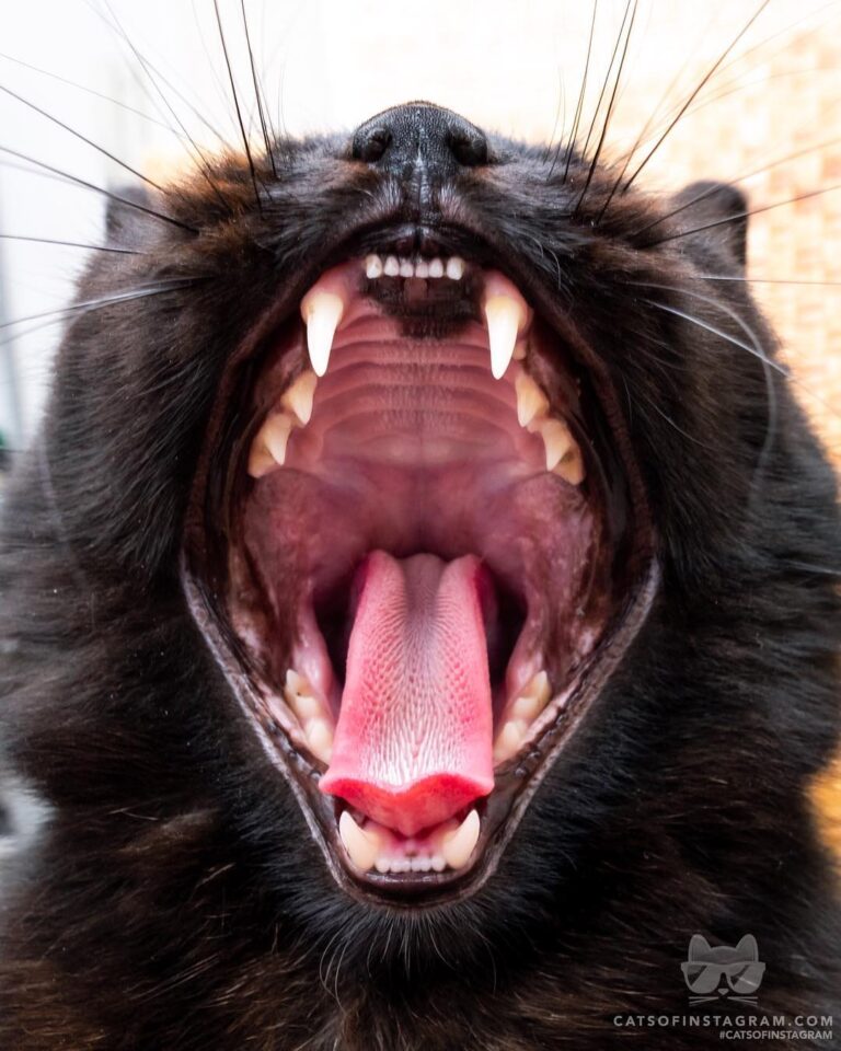 Insert treats HEEEEERE!