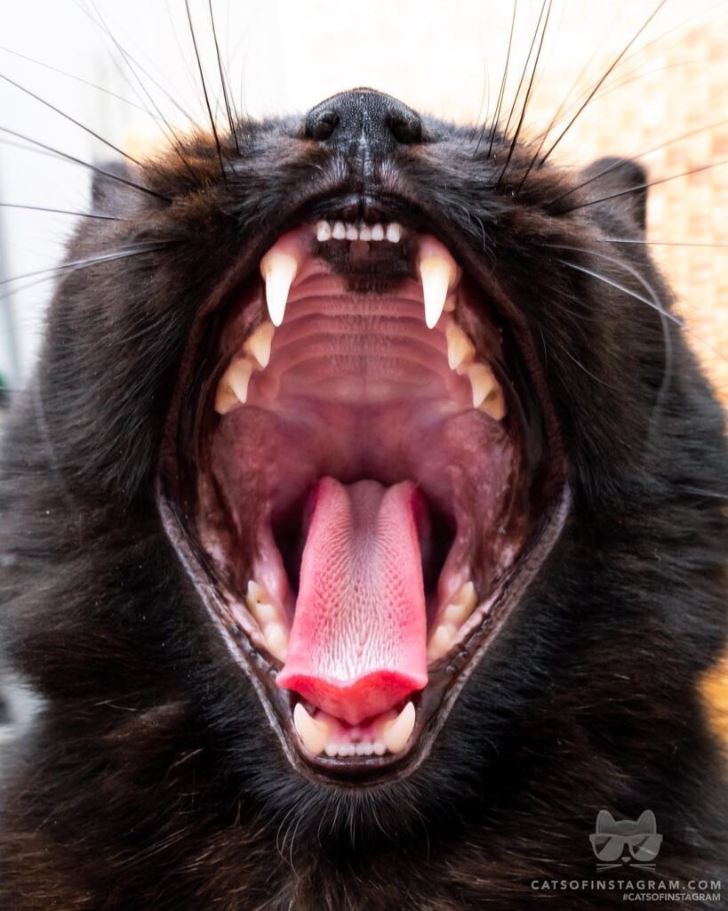 Insert treats HEEEEERE!